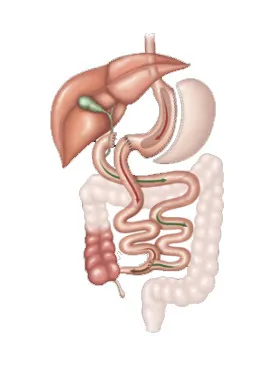 Cruce duodenal en Girona · Medics Integral Salut